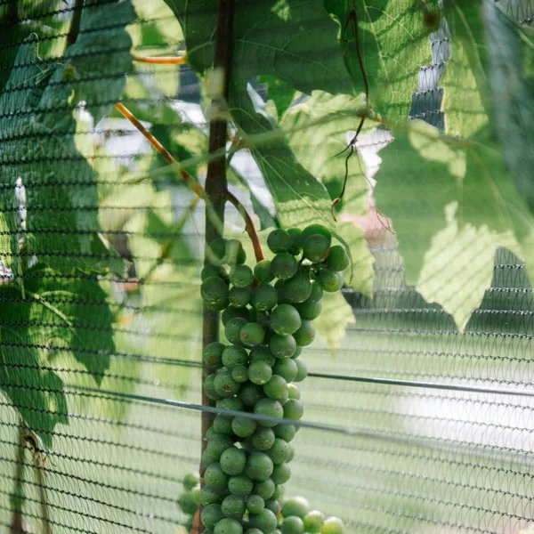 Grape-Netting