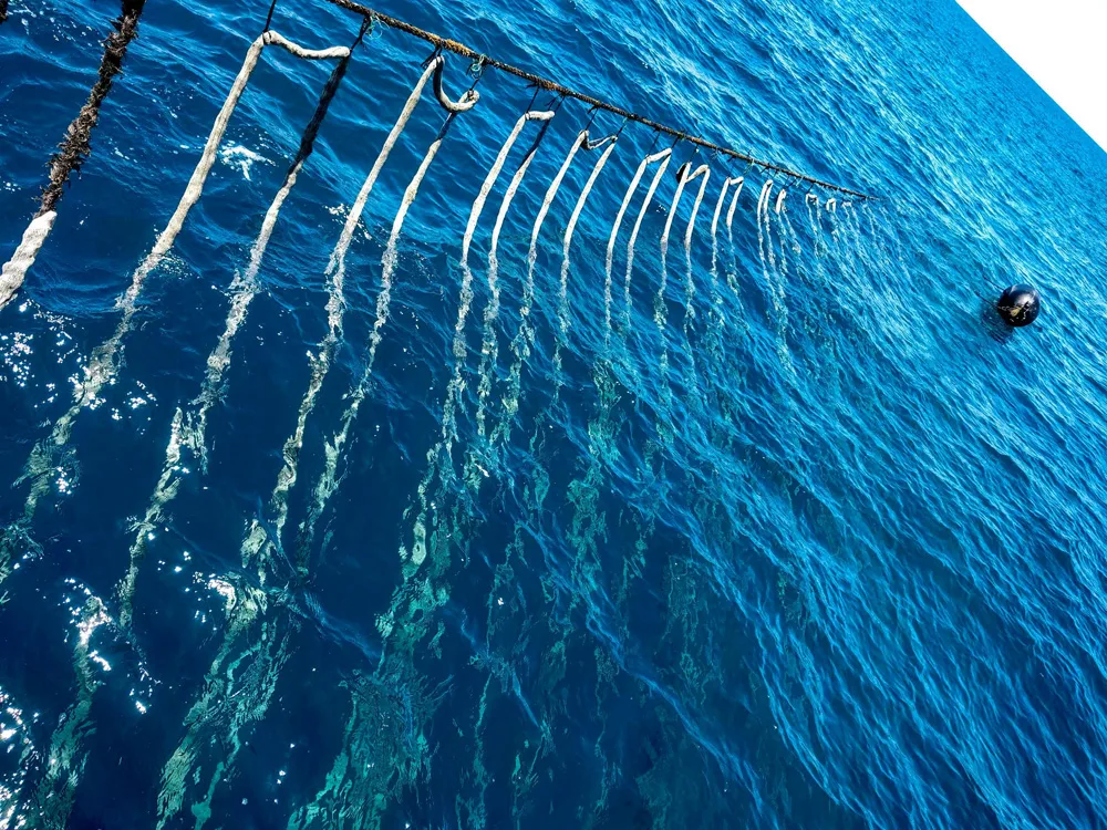 Mussel Farming Mainline Rope