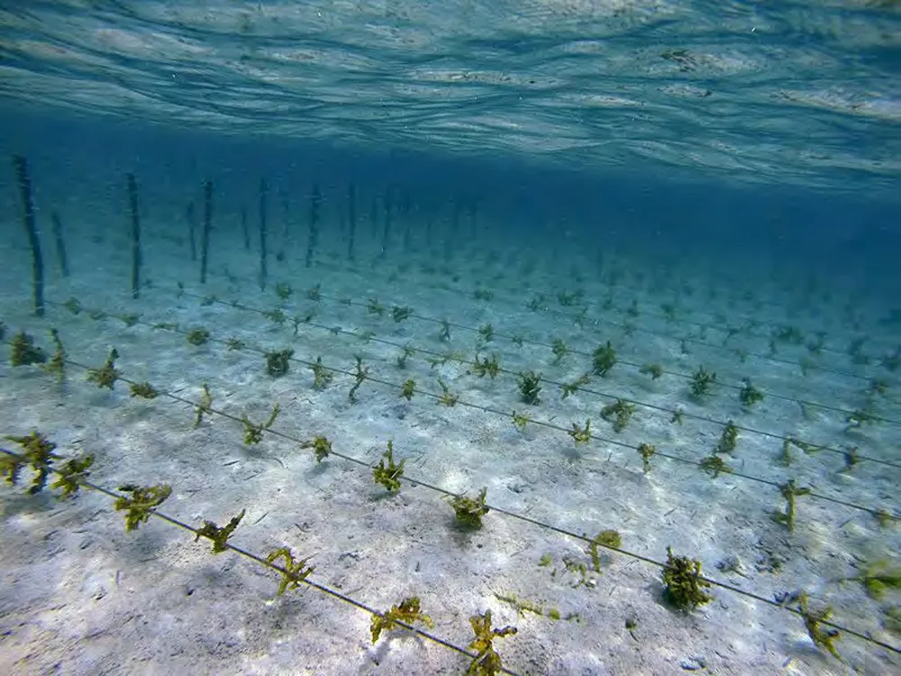 Seaweed Mainline Rope