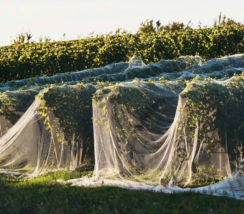 Vineyard Netting